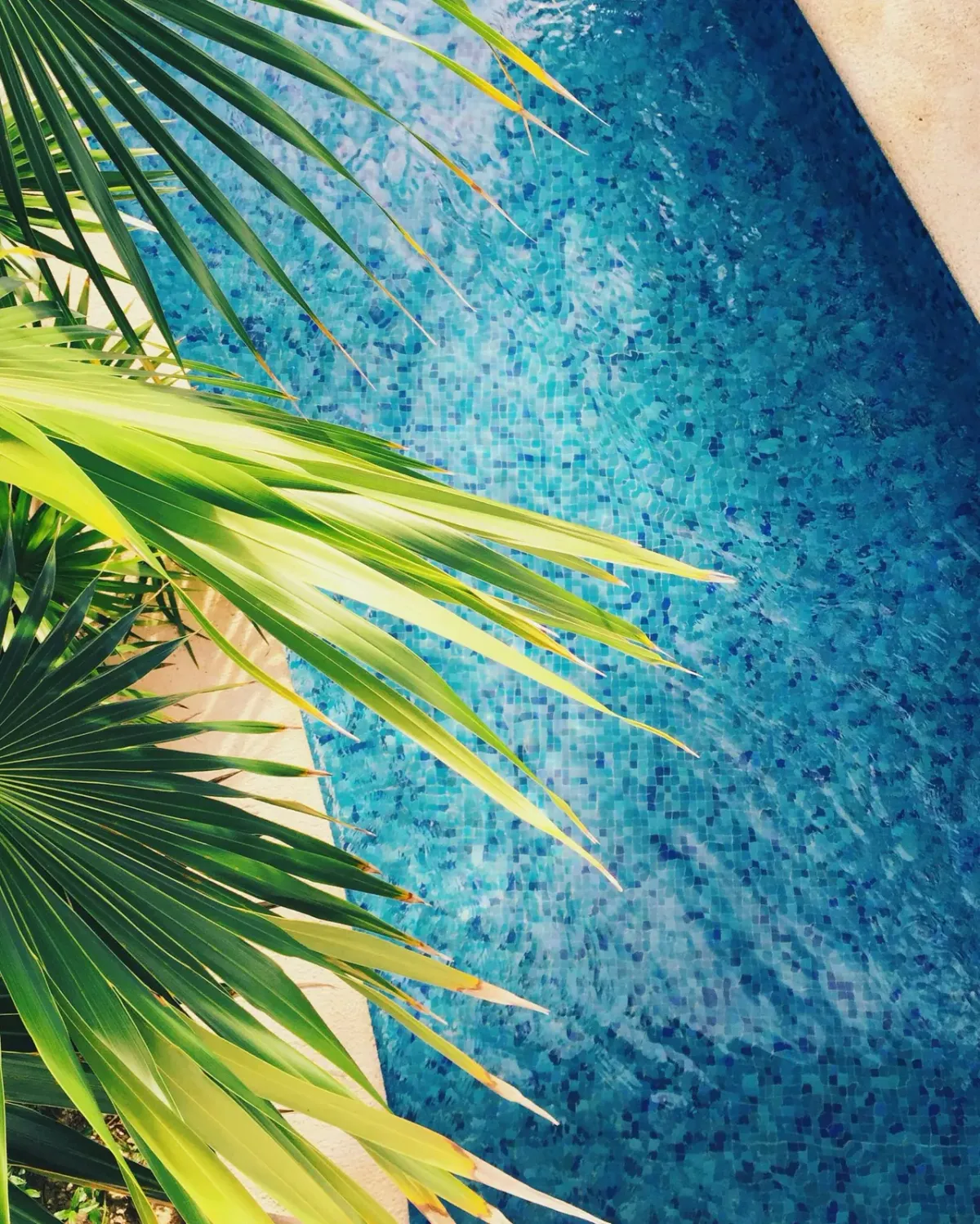 Piscina de gresite azul vista desde el borde, con las hojas de una palmera en primer plano